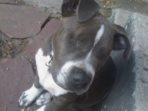 Meet-Stevie