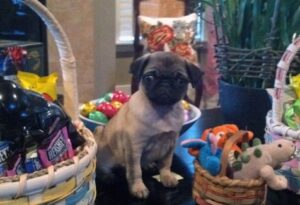 MichaelPug